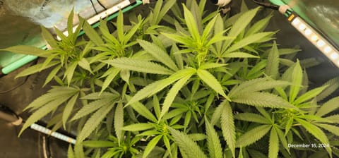 Candy Clone #1 - Divine Seeds — flower, day 7