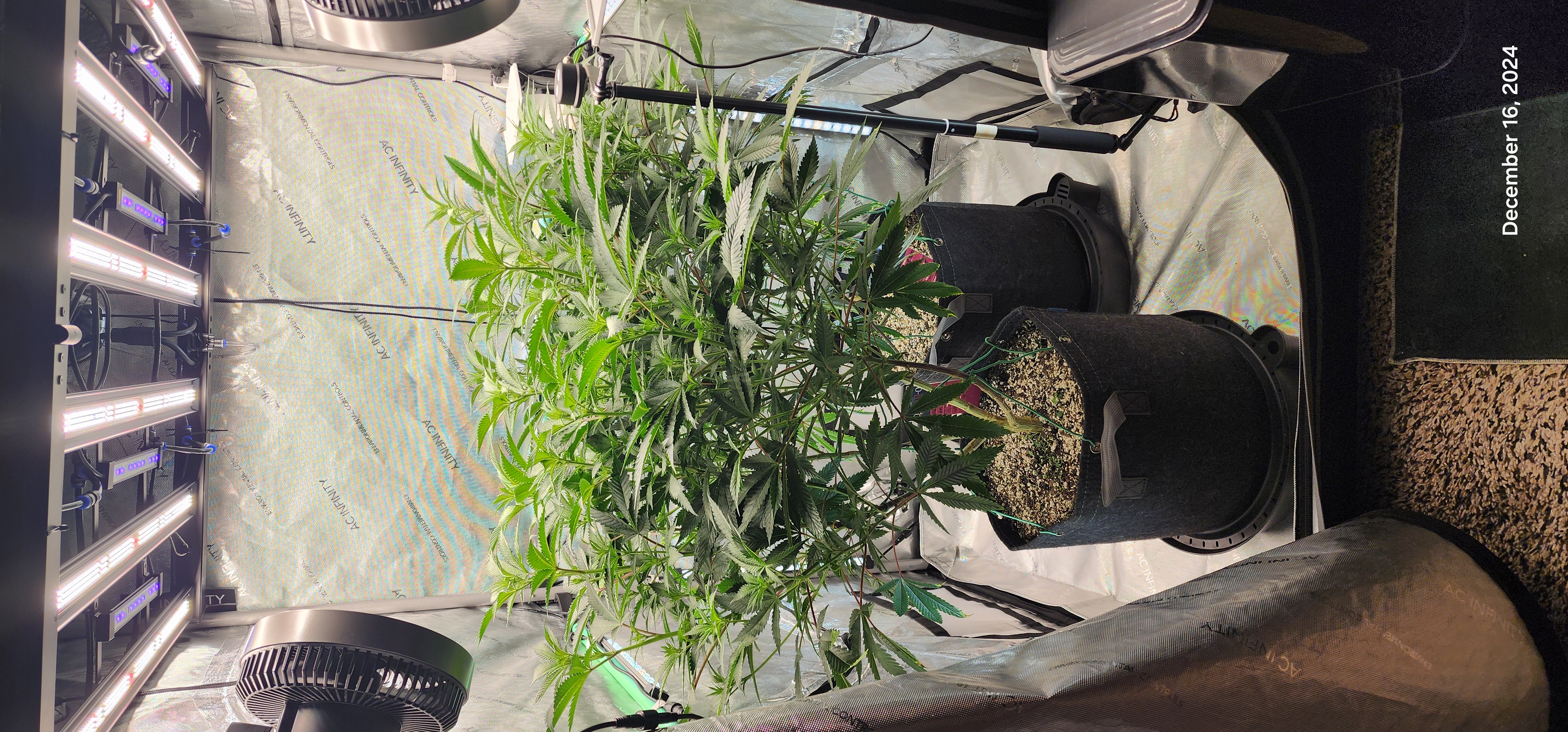 Candy Clone #1 - Divine Seeds — flower, day 7