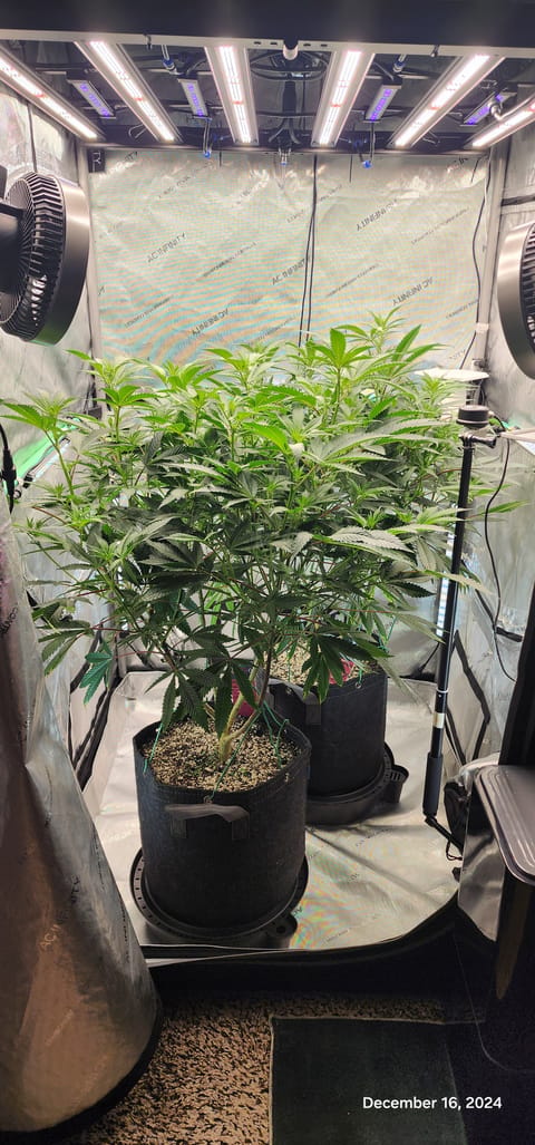 Candy Clone #1 - Divine Seeds — flower, day 7