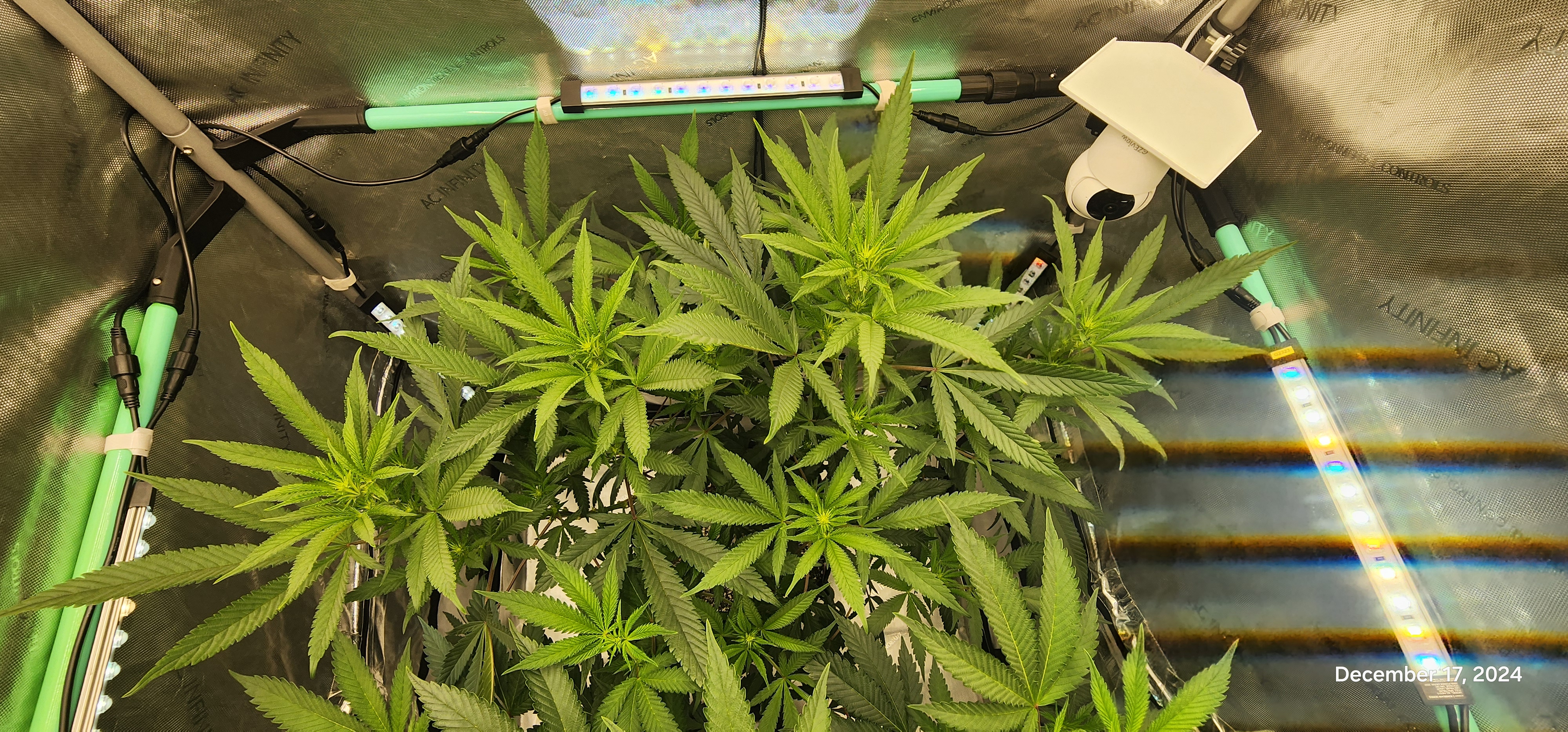 Candy Clone #1 - Divine Seeds — flower, day 8