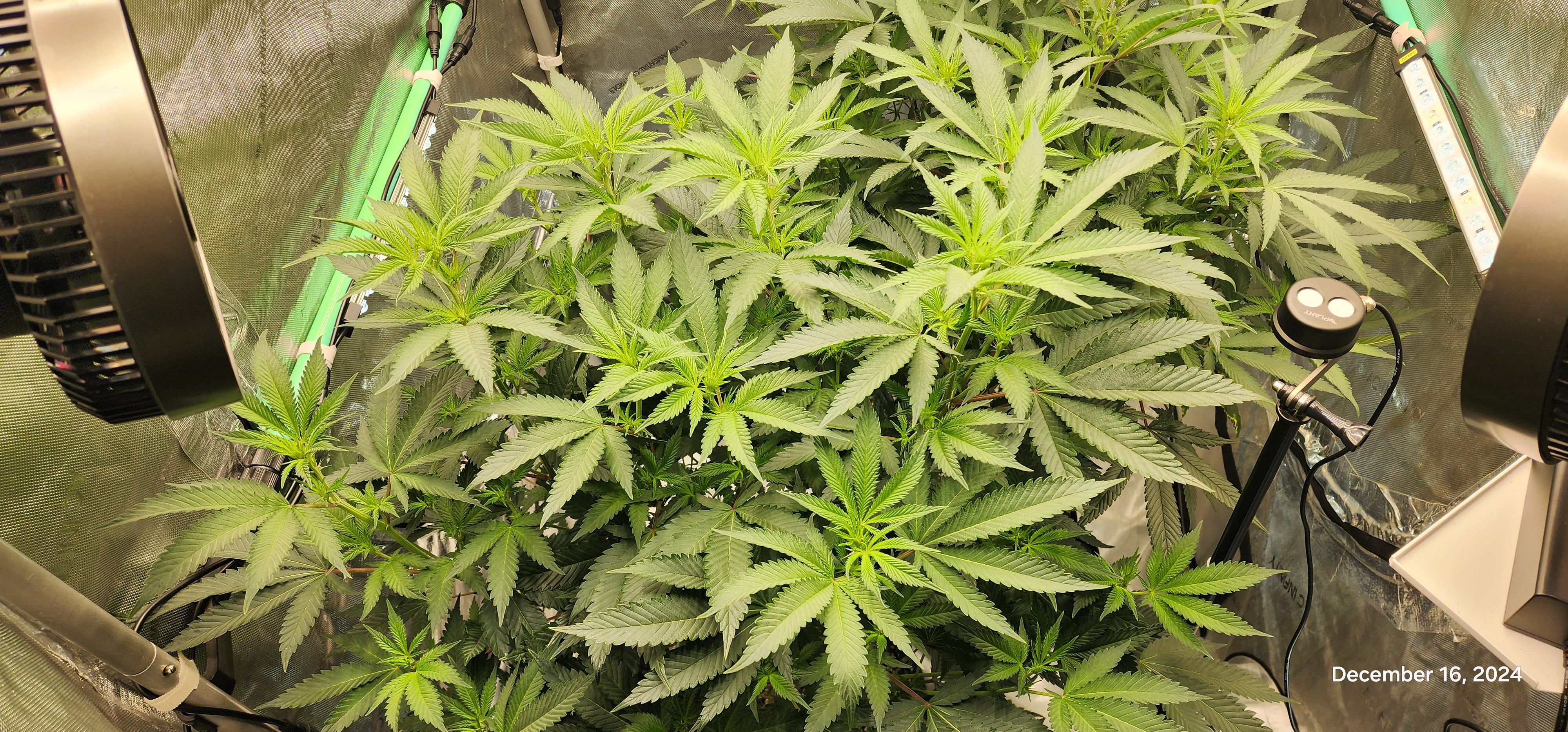 FBMP Clone(Gorilla Melon) run #1. — flower, day 7