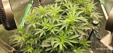 FBMP Clone(Gorilla Melon) run #1. — flower, day 7