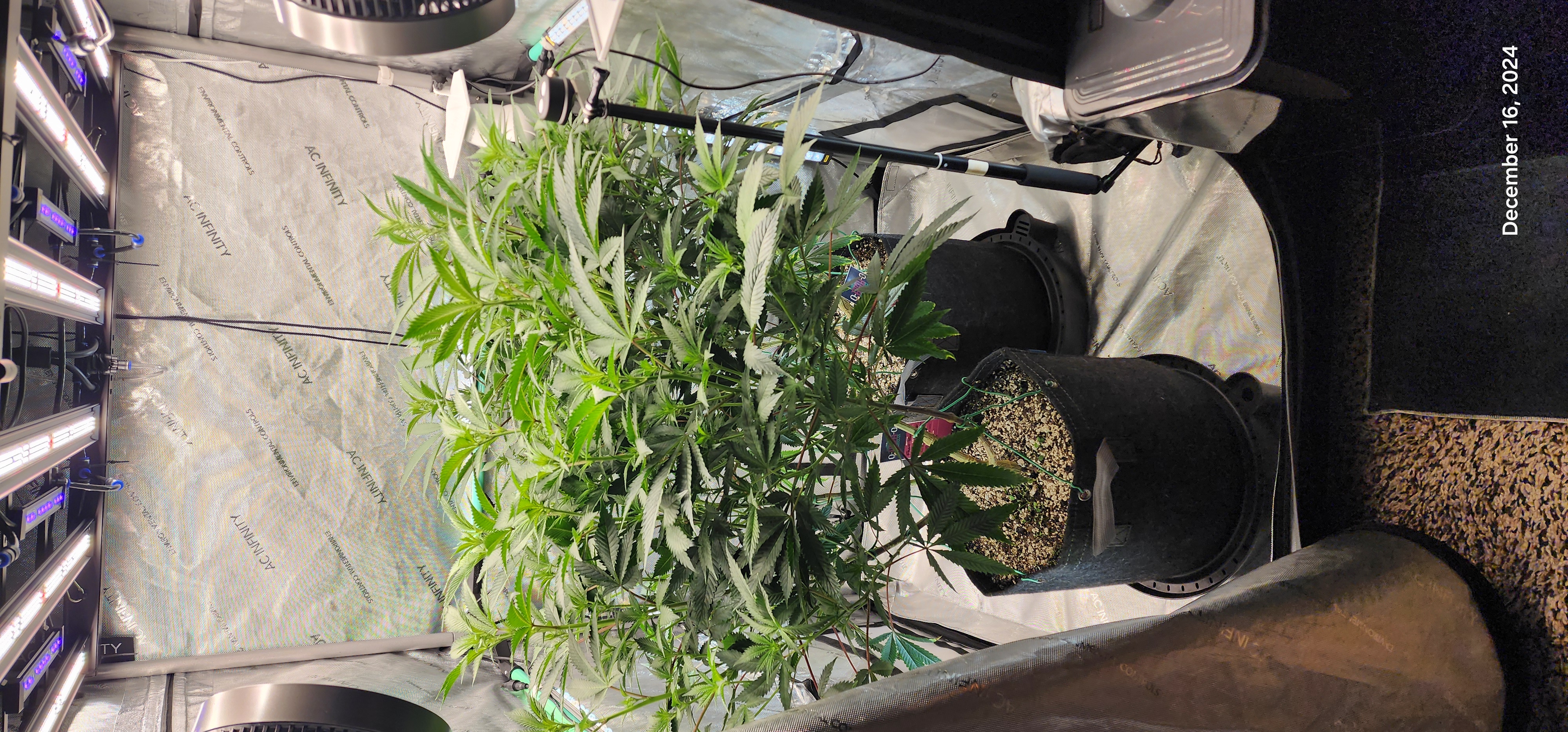 FBMP Clone(Gorilla Melon) run #1. — flower, day 7