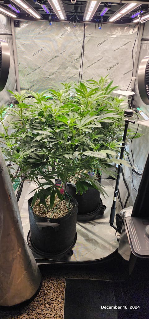 FBMP Clone(Gorilla Melon) run #1. — flower, day 7