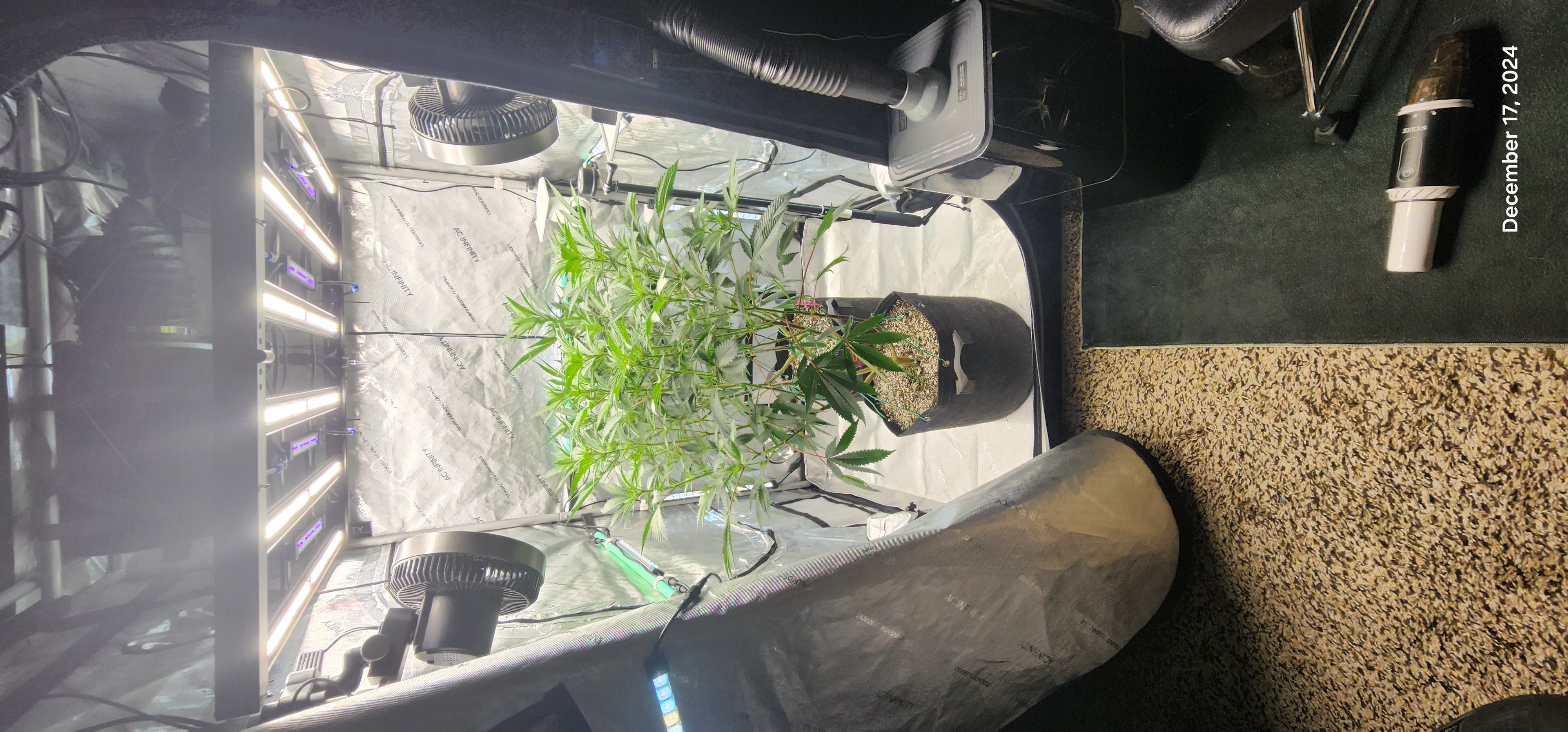 FBMP Clone(Gorilla Melon) run #1. — flower, day 8