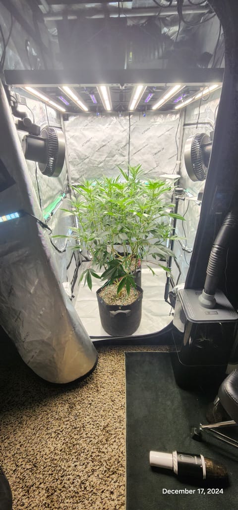 FBMP Clone(Gorilla Melon) run #1. — flower, day 8
