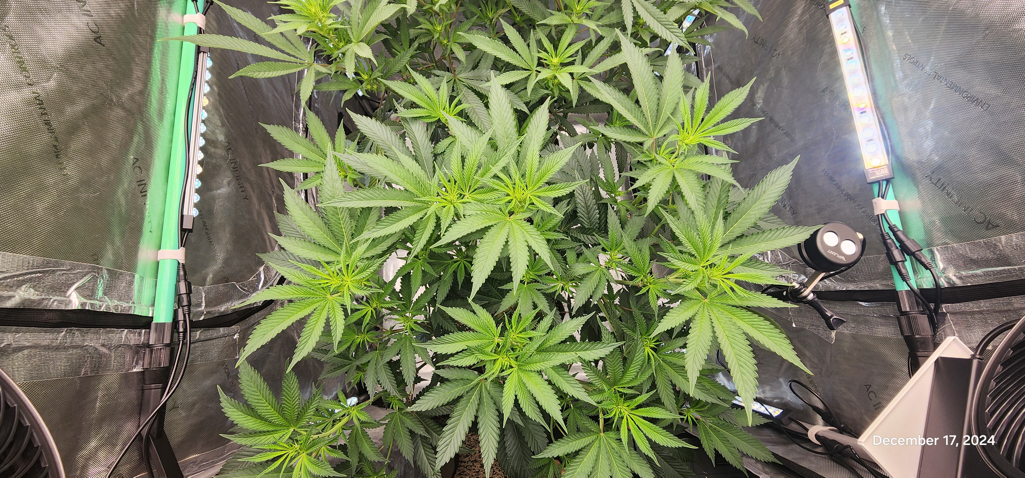 FBMP Clone(Gorilla Melon) run #1. — flower, day 8