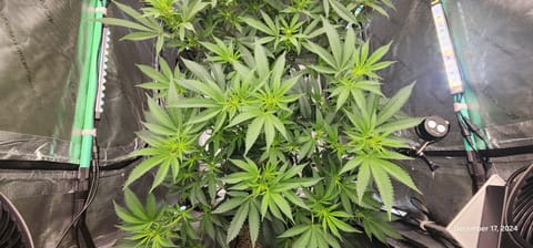 FBMP Clone(Gorilla Melon) run #1. — flower, day 8