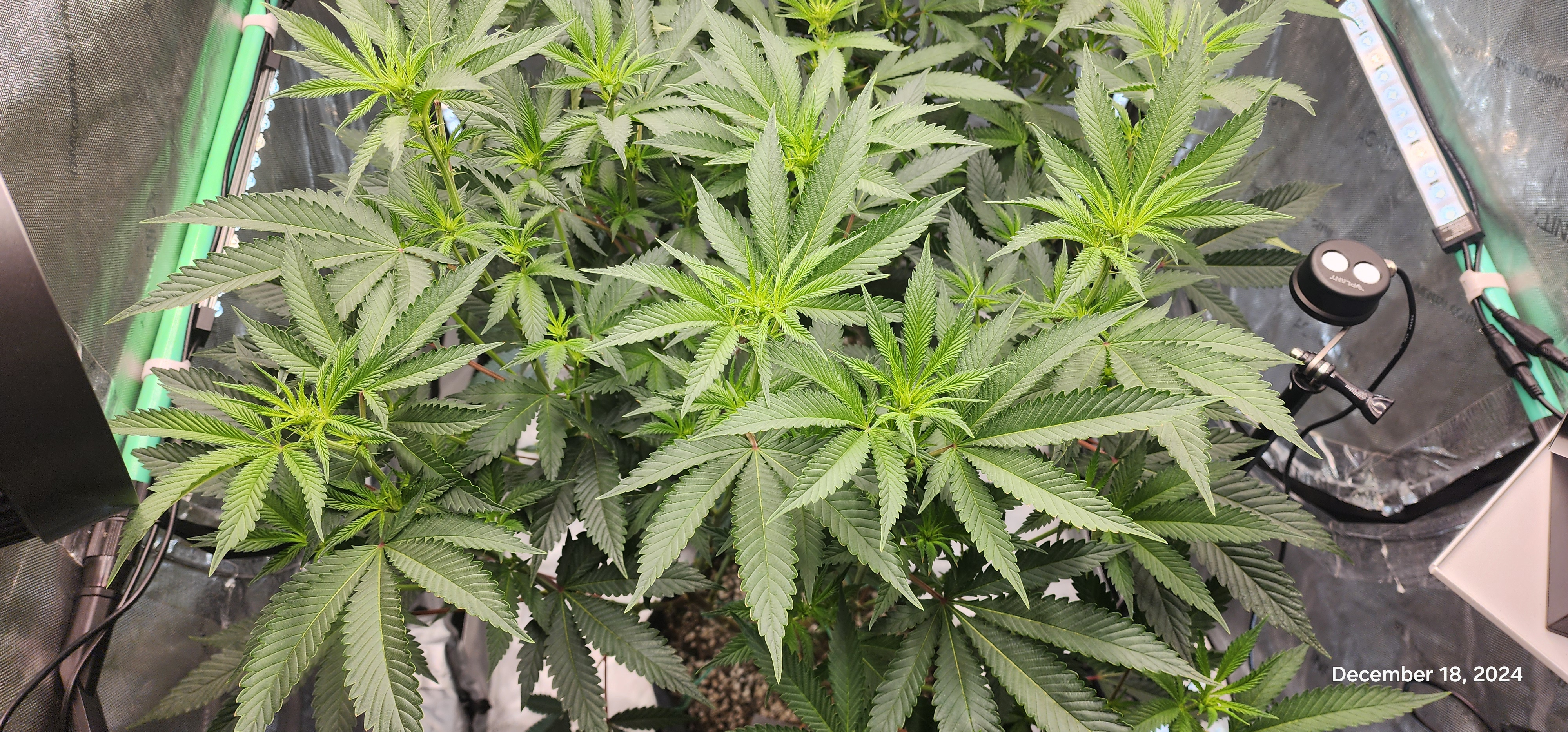 FBMP Clone(Gorilla Melon) run #1. — flower, day 9