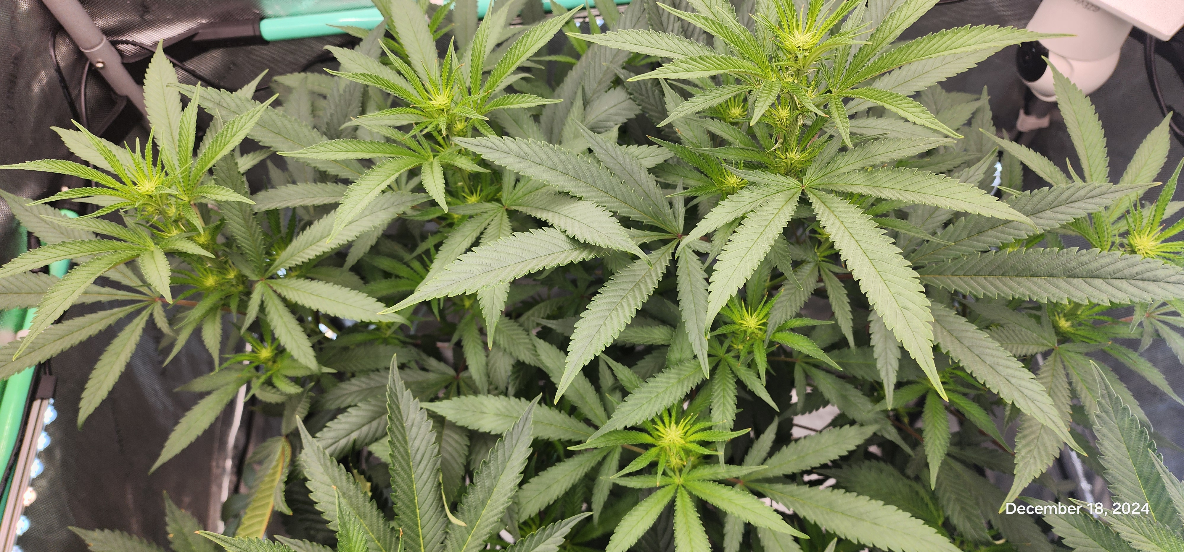 Candy Clone #1 - Divine Seeds — flower, day 9