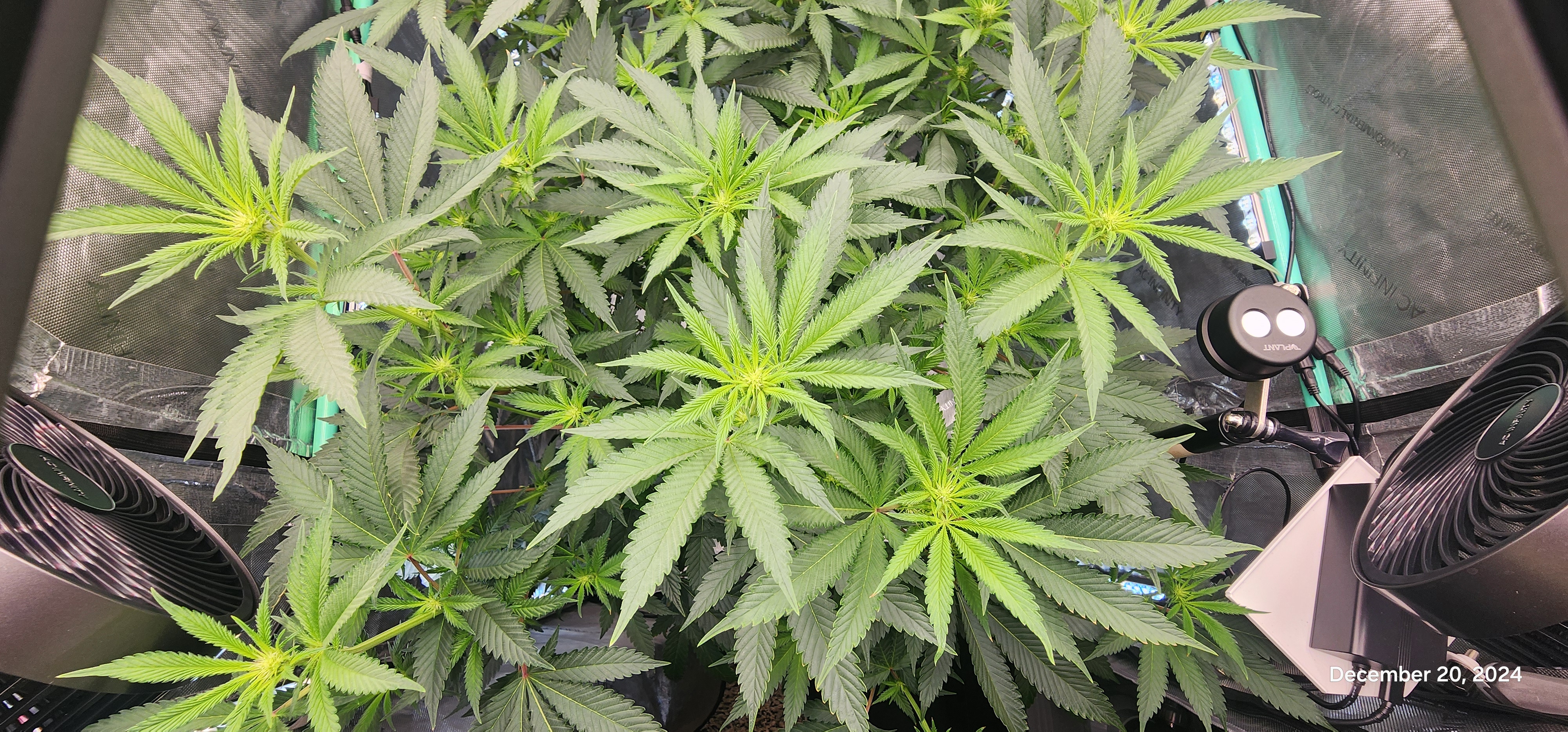 FBMP Clone(Gorilla Melon) run #1. — flower, day 11