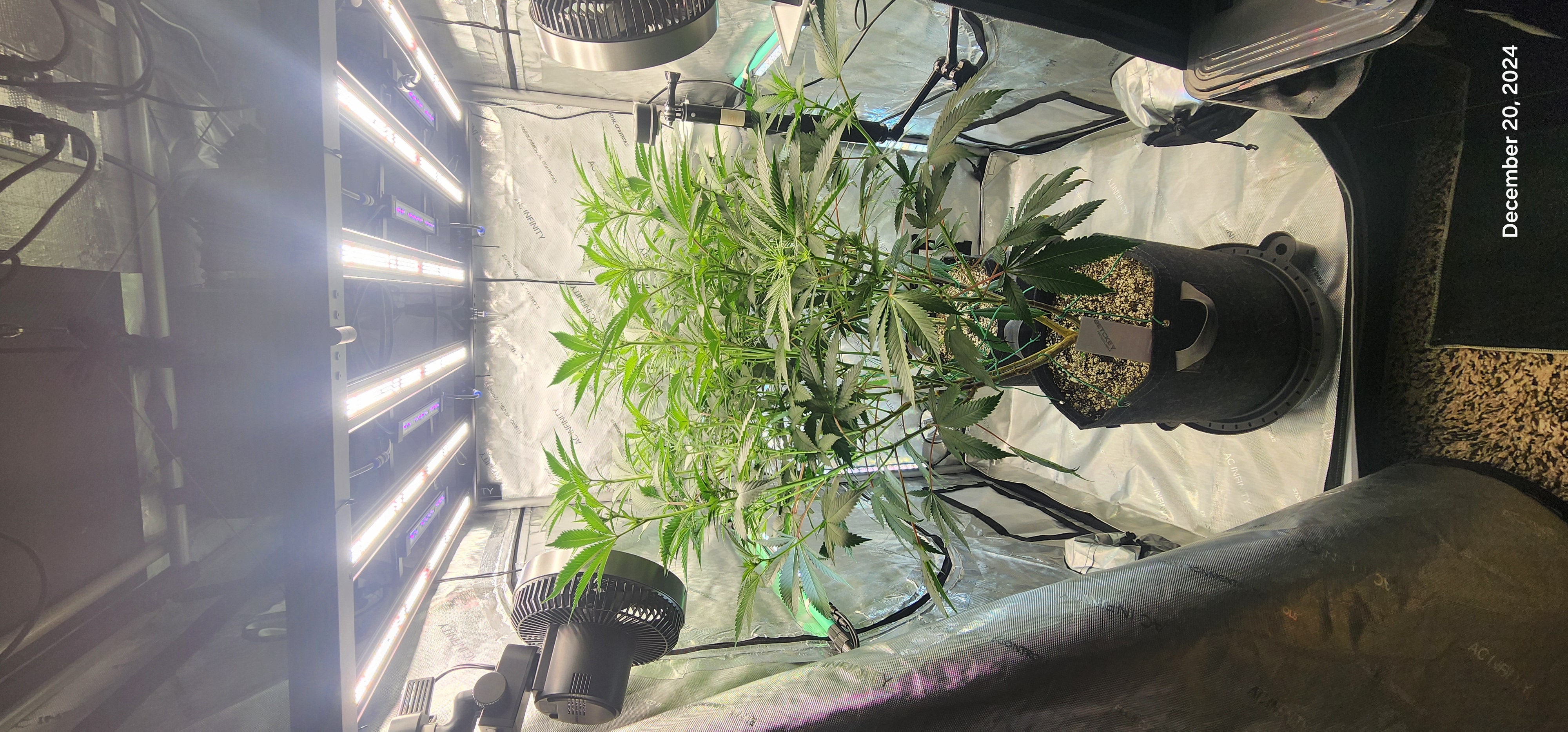 FBMP Clone(Gorilla Melon) run #1. — flower, day 11