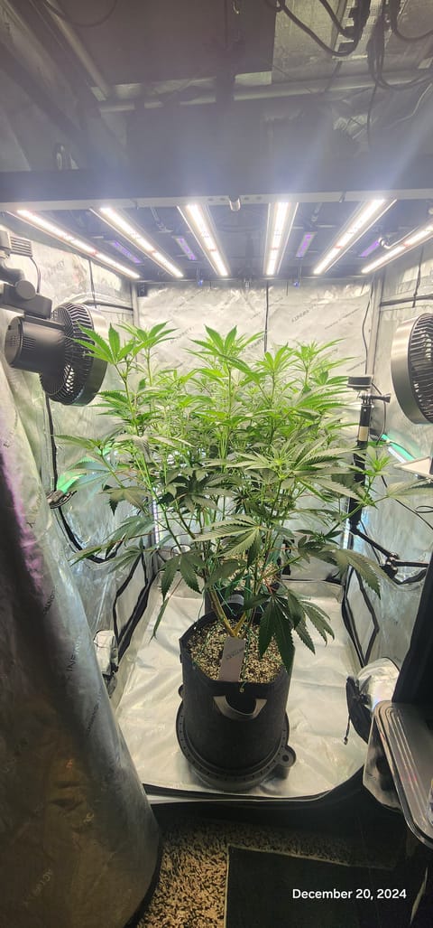 FBMP Clone(Gorilla Melon) run #1. — flower, day 11