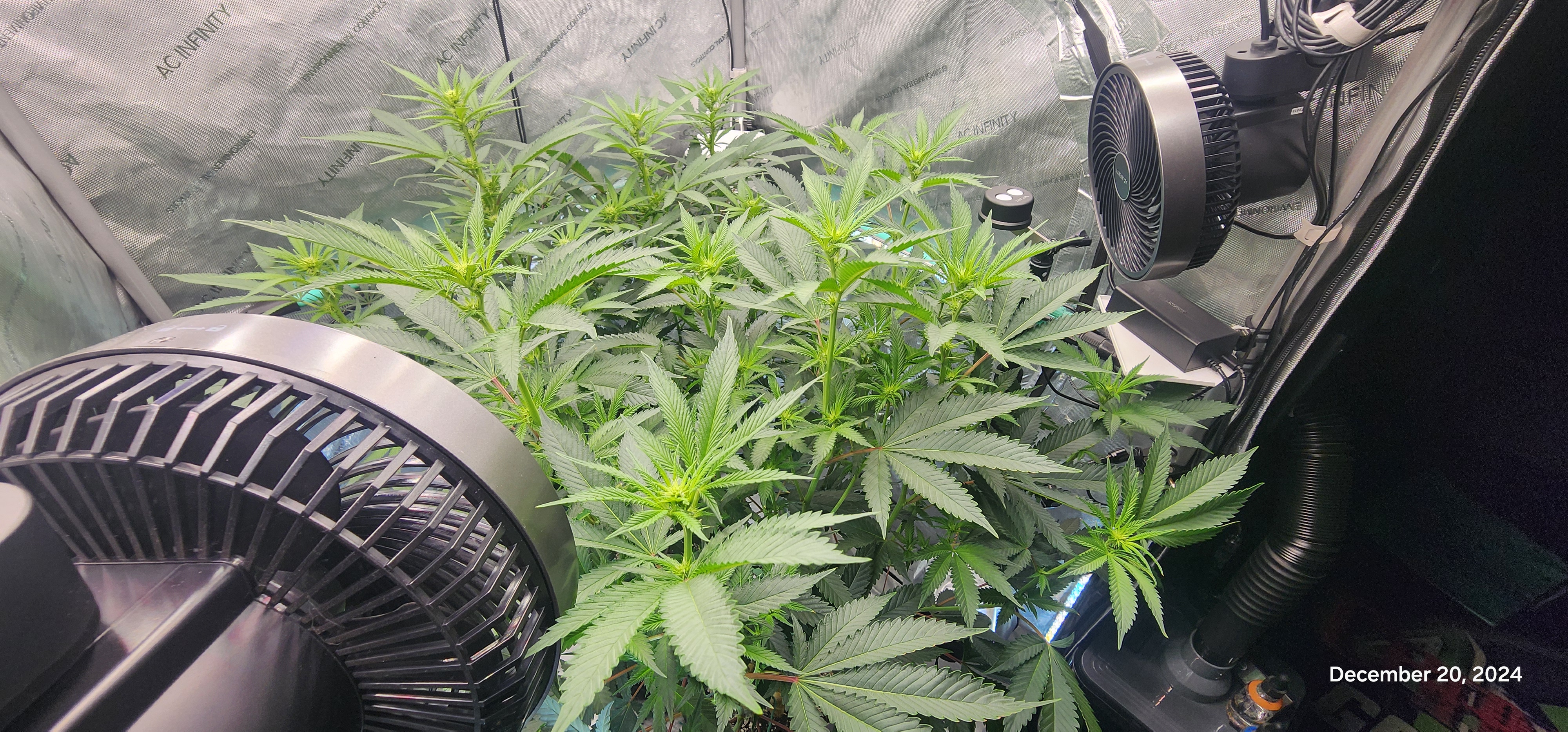 FBMP Clone(Gorilla Melon) run #1. — flower, day 11