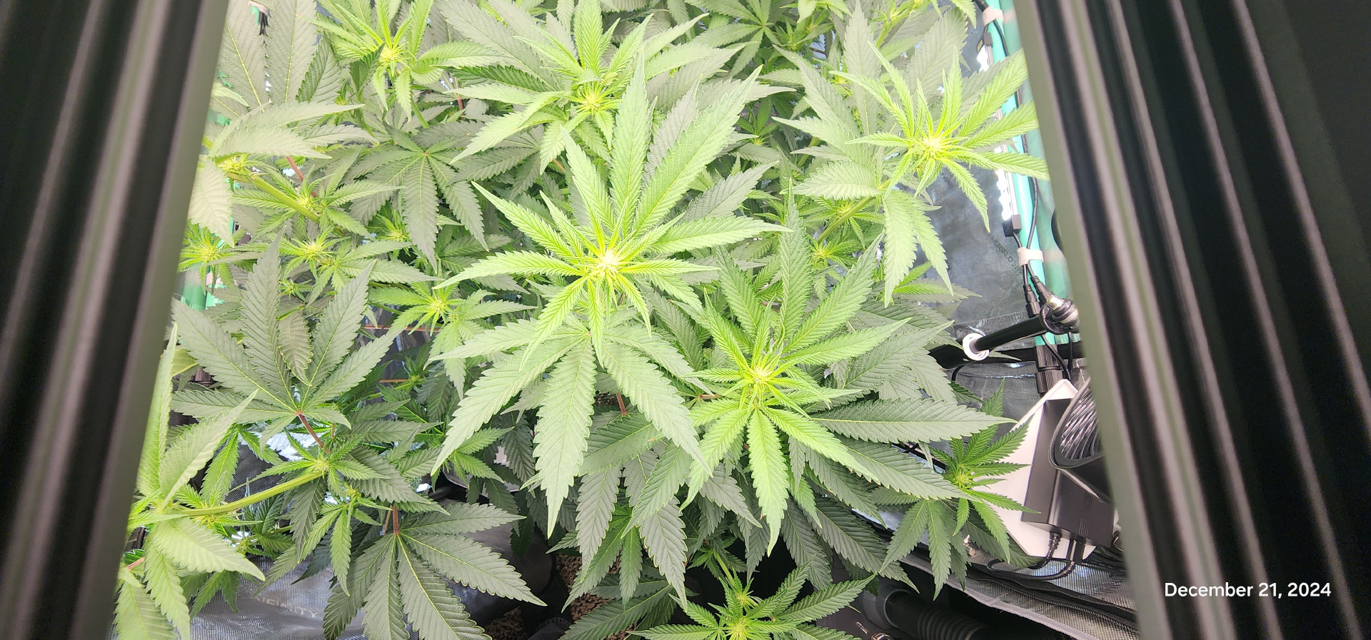 FBMP Clone(Gorilla Melon) run #1. — flower, day 12