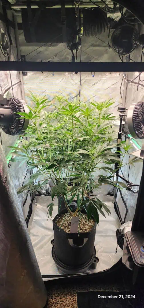 FBMP Clone(Gorilla Melon) run #1. — flower, day 12