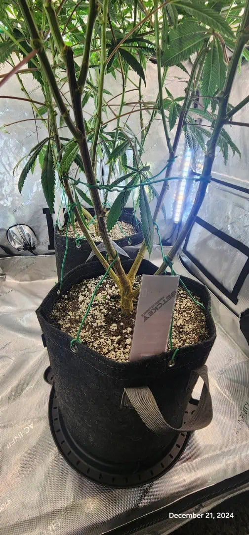 FBMP Clone(Gorilla Melon) run #1. — flower, day 12