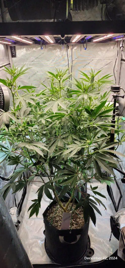 FBMP Clone(Gorilla Melon) run #1. — flower, day 13