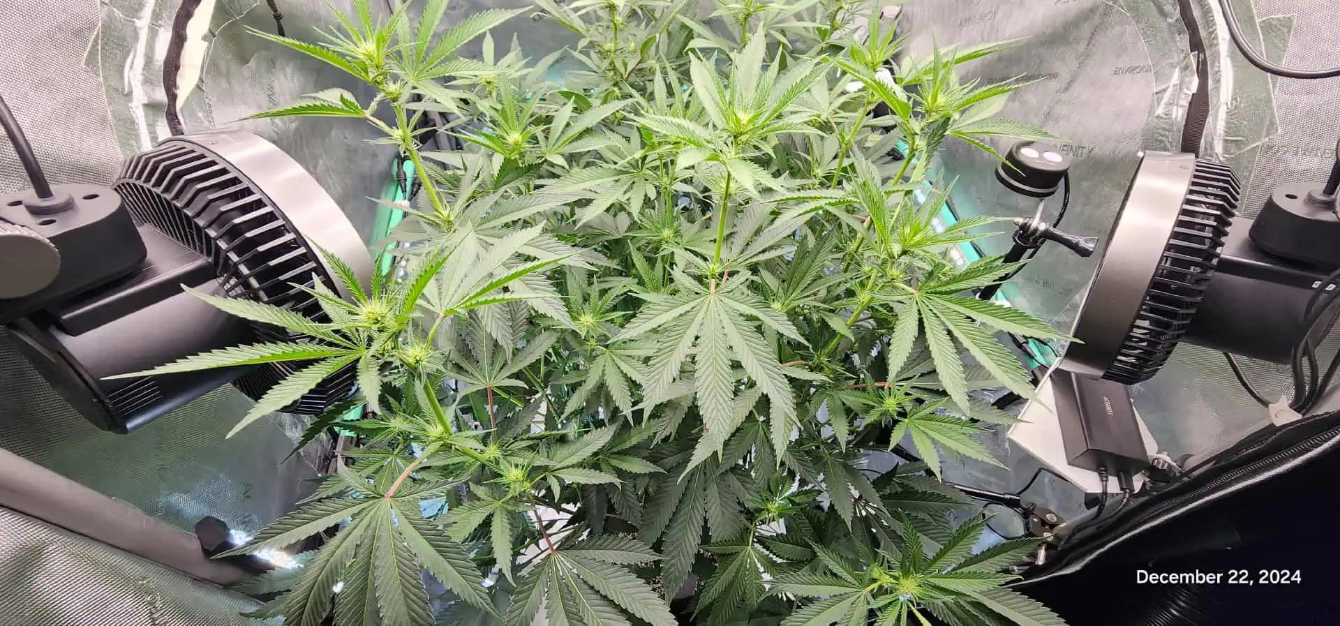 FBMP Clone(Gorilla Melon) run #1. — flower, day 13