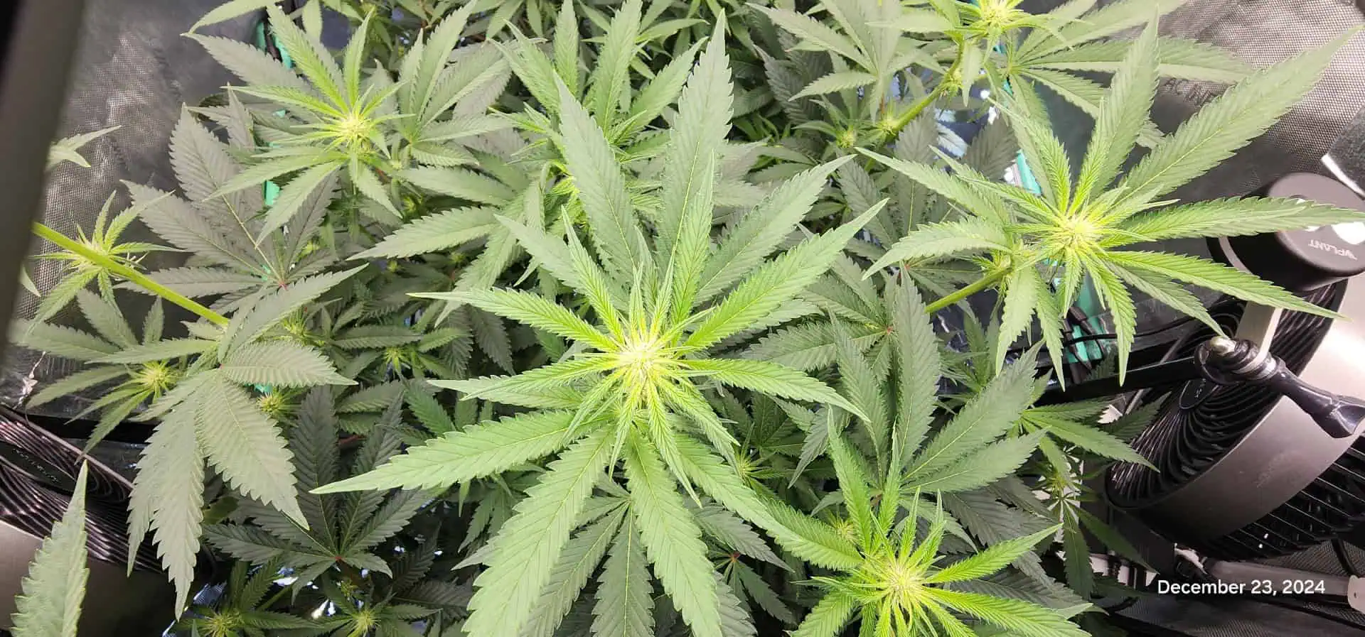 FBMP Clone(Gorilla Melon) run #1. — flower, day 14