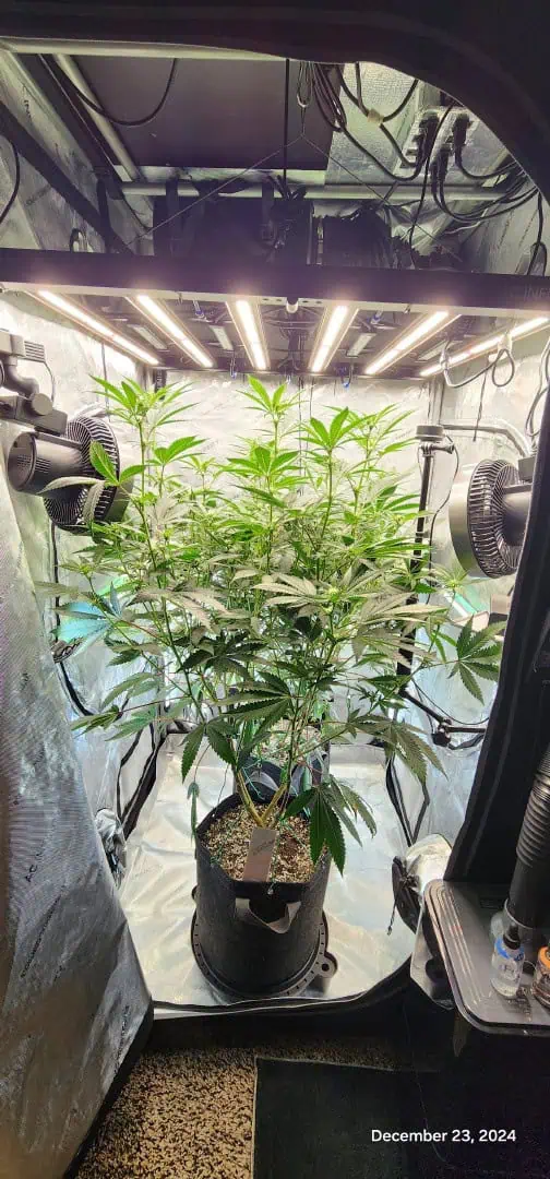 FBMP Clone(Gorilla Melon) run #1. — flower, day 14