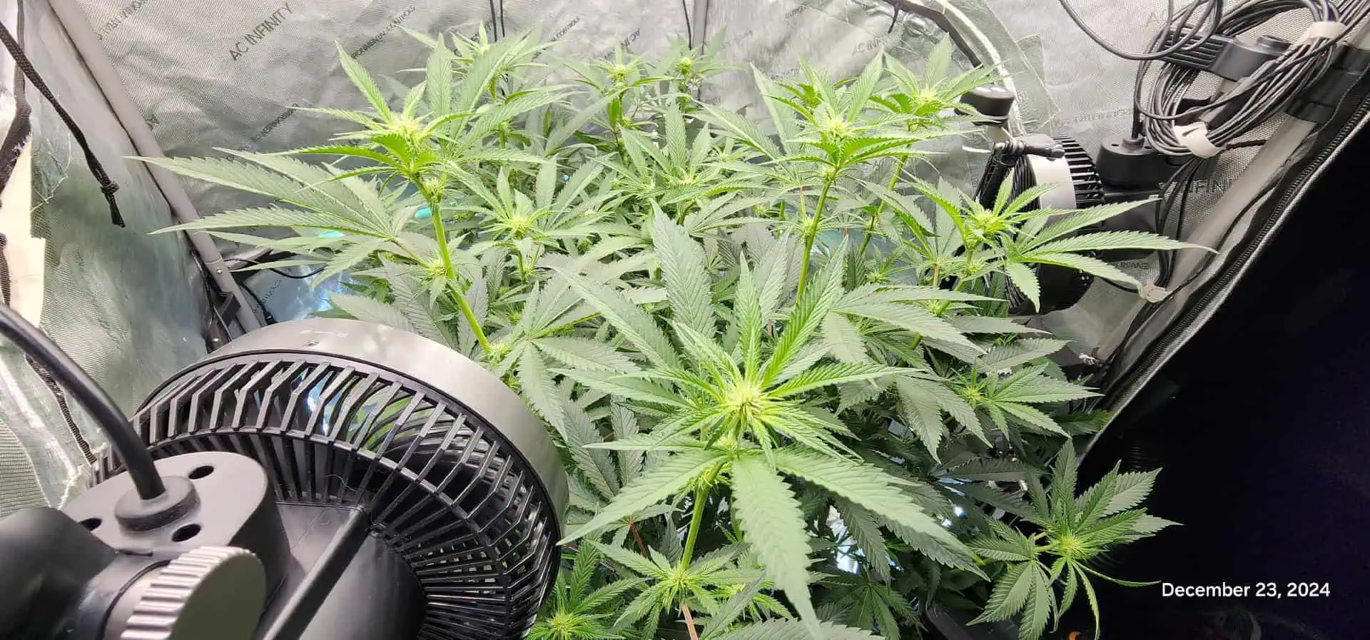 FBMP Clone(Gorilla Melon) run #1. — flower, day 14