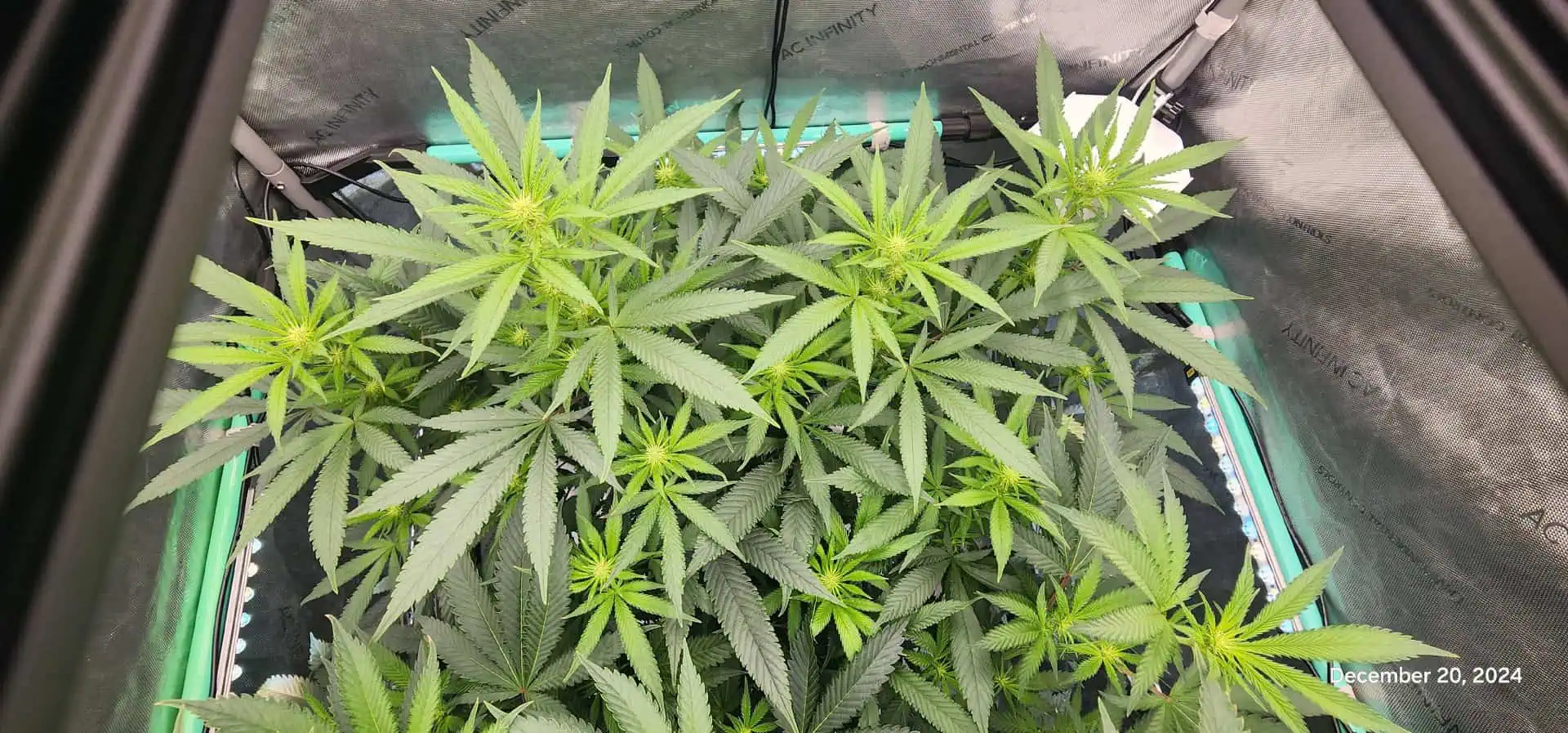 Candy Clone #1 - Divine Seeds — flower, day 11
