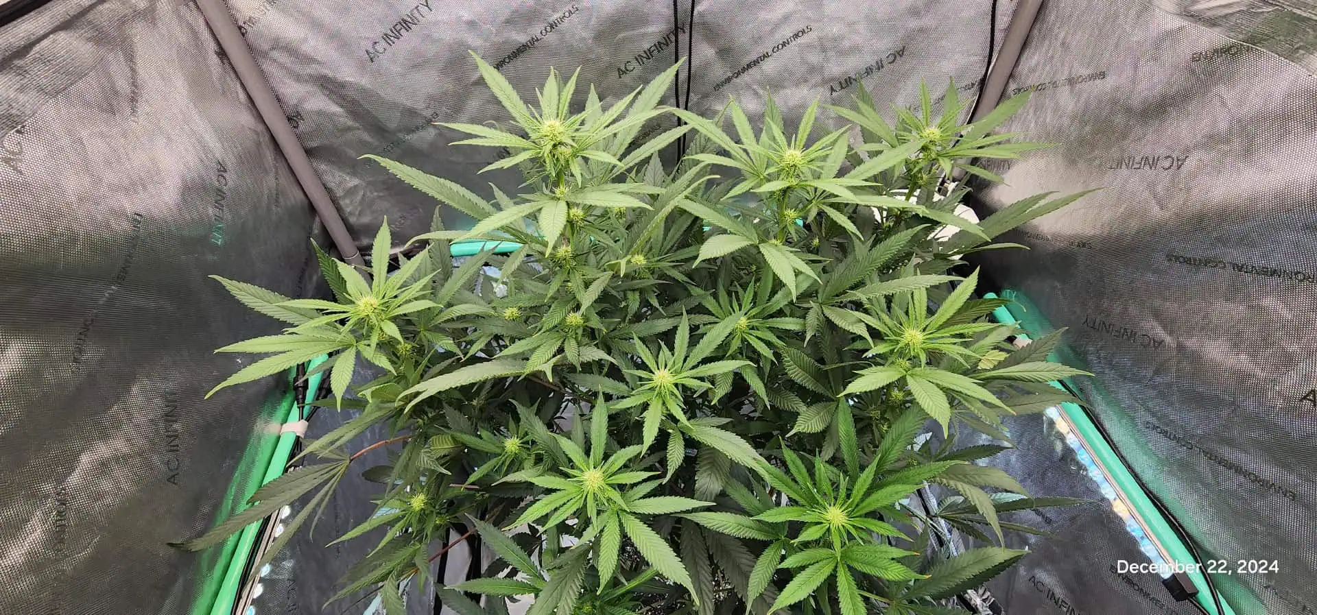 Candy Clone #1 - Divine Seeds — flower, day 13