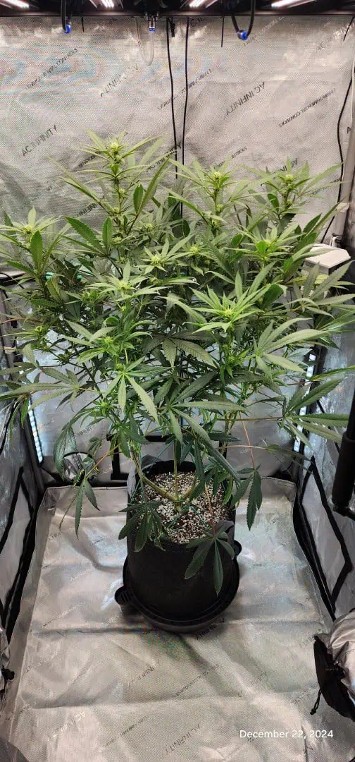 Candy Clone #1 - Divine Seeds — flower, day 13