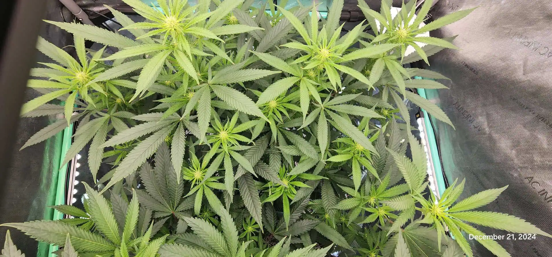 Candy Clone #1 - Divine Seeds — flower, day 12