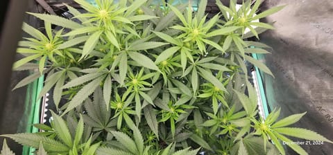 Candy Clone #1 - Divine Seeds — flower, day 12
