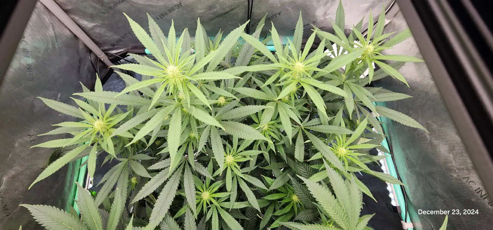 Candy Clone #1 - Divine Seeds — flower, day 14