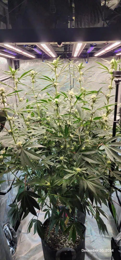 FBMP Clone(Gorilla Melon) run #1. — flower, day 21