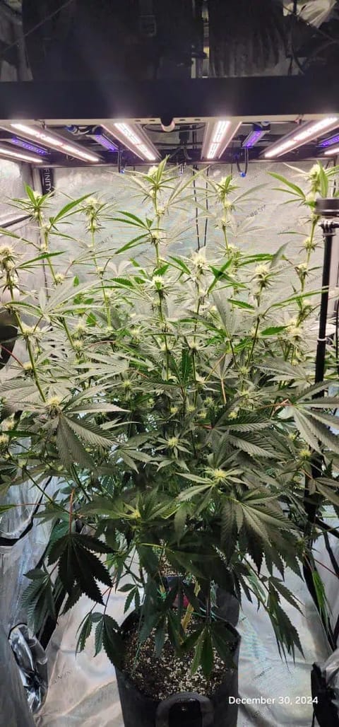 FBMP Clone(Gorilla Melon) run #1. — flower, day 21