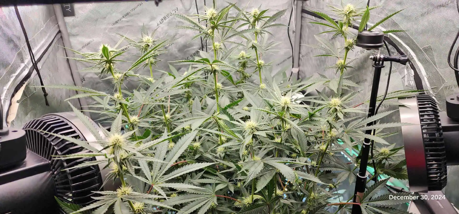 FBMP Clone(Gorilla Melon) run #1. — flower, day 21