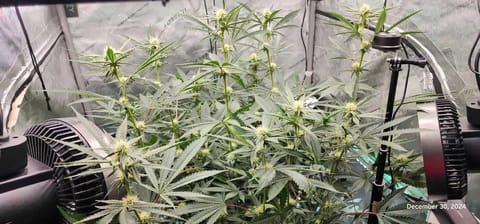 FBMP Clone(Gorilla Melon) run #1. — flower, day 21