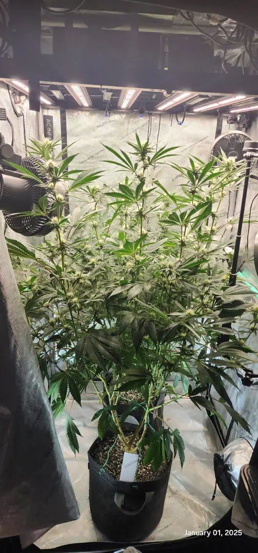 FBMP Clone(Gorilla Melon) run #1. — flower, day 23