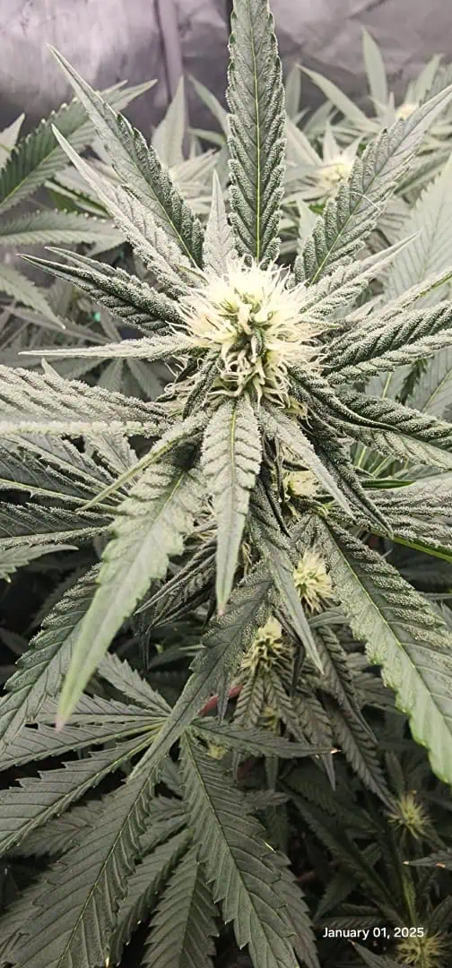 FBMP Clone(Gorilla Melon) run #1. — flower, day 23