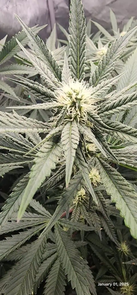 FBMP Clone(Gorilla Melon) run #1. — flower, day 23