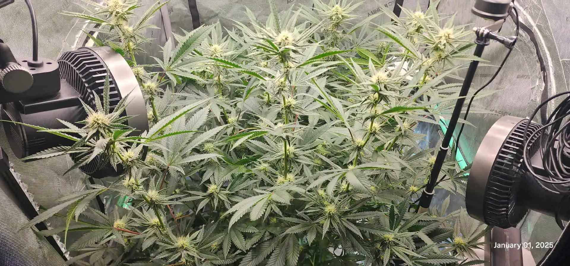 FBMP Clone(Gorilla Melon) run #1. — flower, day 23