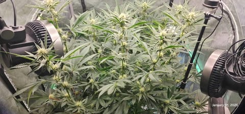 FBMP Clone(Gorilla Melon) run #1. — flower, day 23