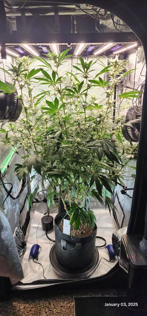 FBMP Clone(Gorilla Melon) run #1. — flower, day 25