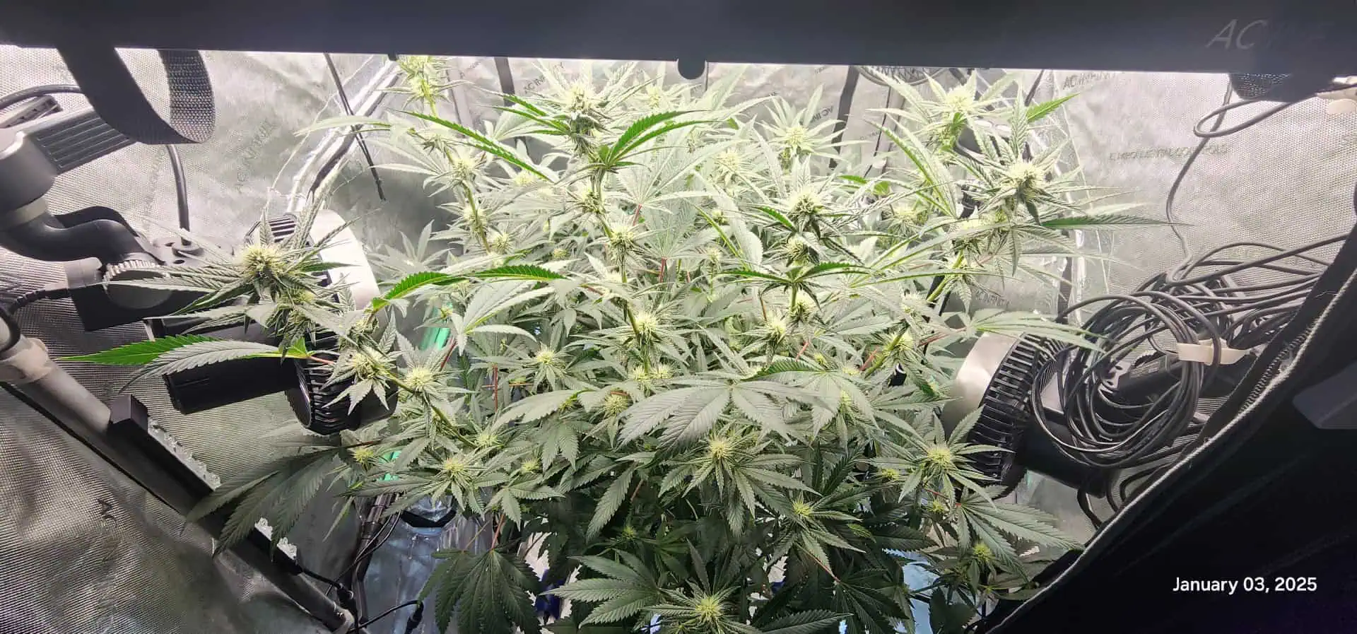 FBMP Clone(Gorilla Melon) run #1. — flower, day 25