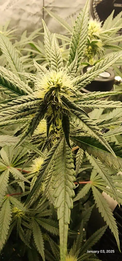 FBMP Clone(Gorilla Melon) run #1. — flower, day 25