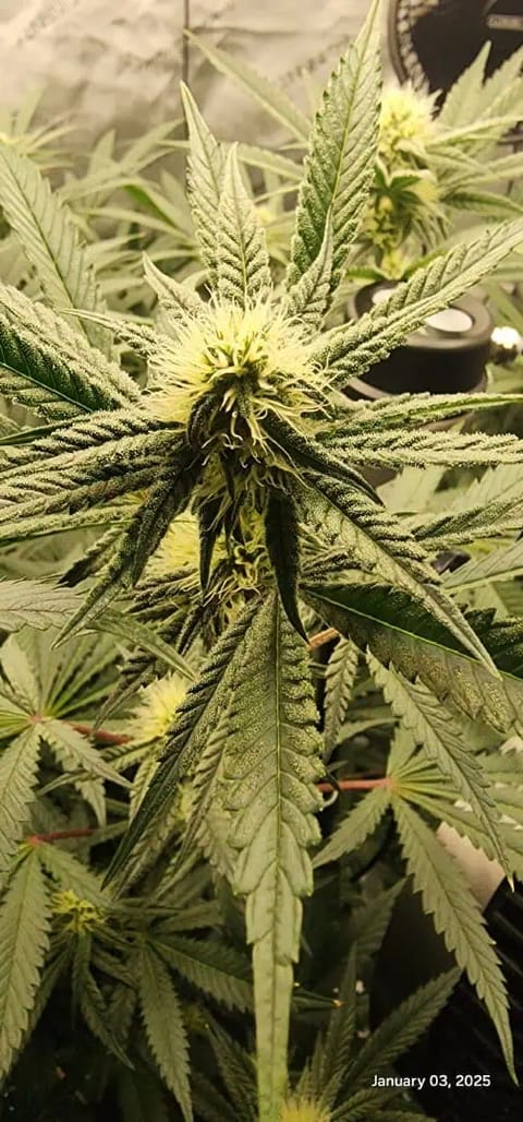 FBMP Clone(Gorilla Melon) run #1. — flower, day 25