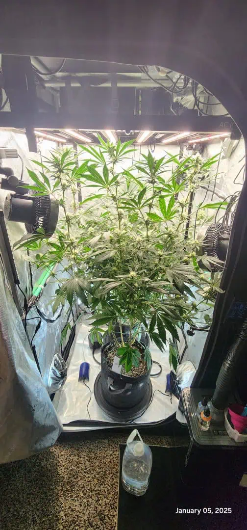 FBMP Clone(Gorilla Melon) run #1. — flower, day 27