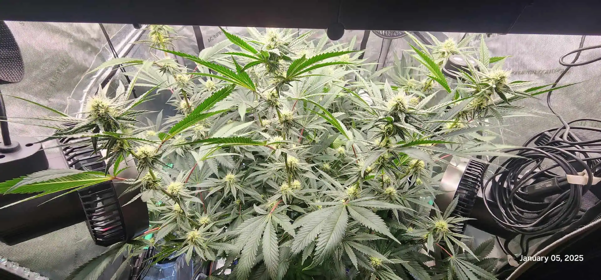 FBMP Clone(Gorilla Melon) run #1. — flower, day 27