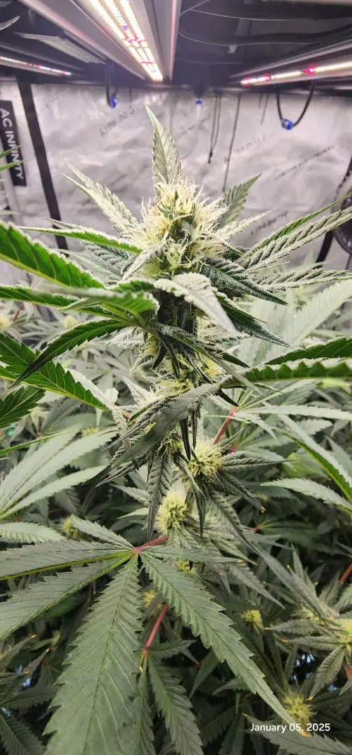 FBMP Clone(Gorilla Melon) run #1. — flower, day 27