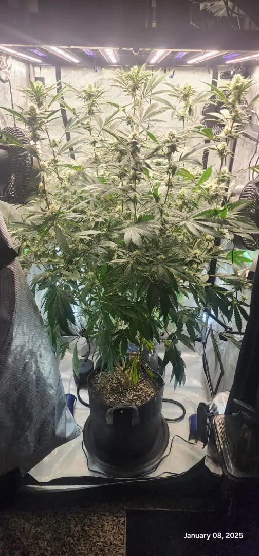 FBMP Clone(Gorilla Melon) run #1. — flower, day 30
