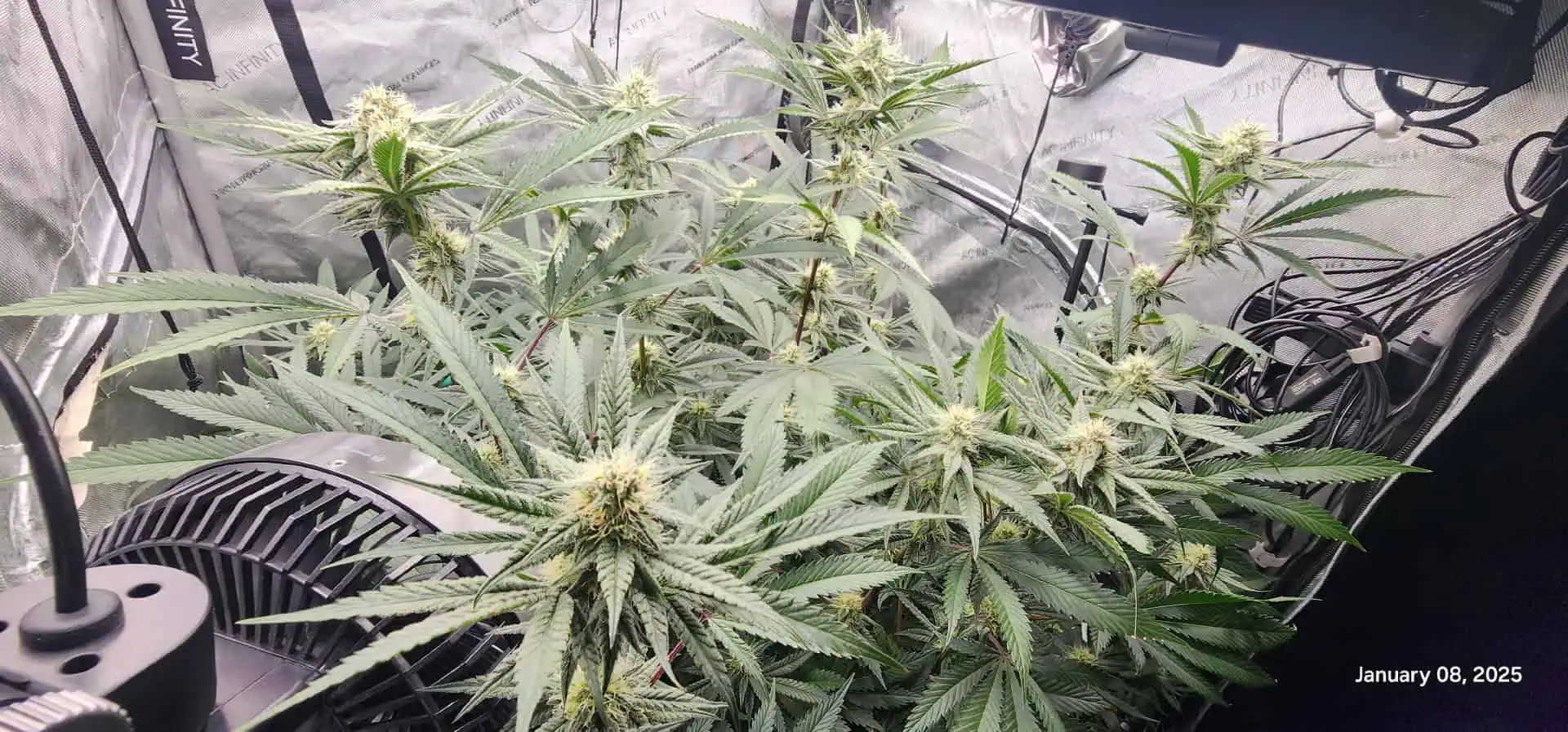 FBMP Clone(Gorilla Melon) run #1. — flower, day 30